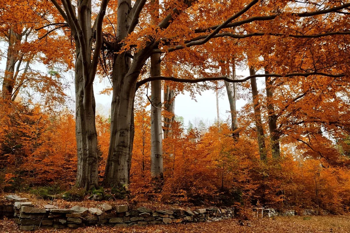 Forêt de hêtres aux feuilles orangées en automne